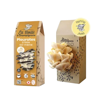 La boite à champignons pleurotes et marc de café DIY