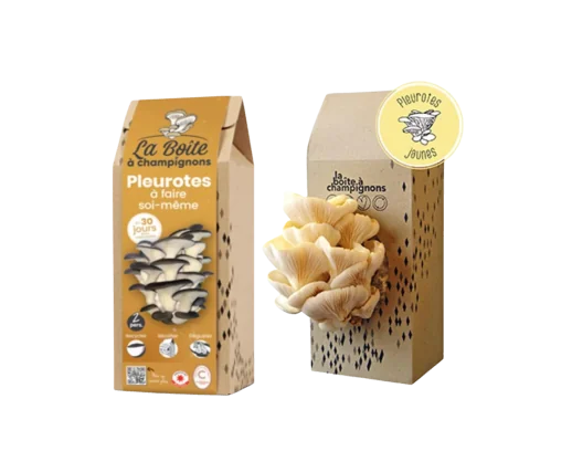 La boite à champignons pleurotes et marc de café DIY La boite à champignons pleurotes et marc de café DIY