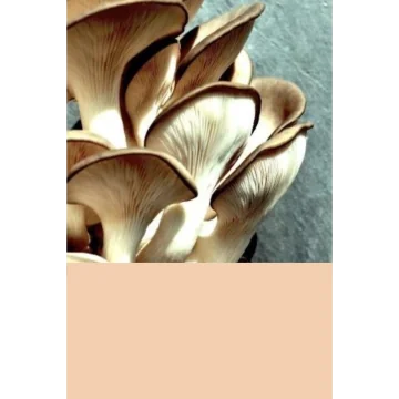 Atelier Découverte - Rouen