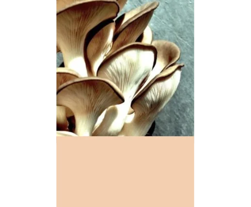 Atelier Découverte - Rouen