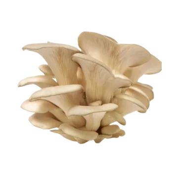 Atelier Découverte - Rouen