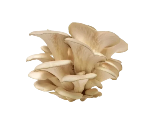 Atelier des Semaines du Développement Durable - Rouen