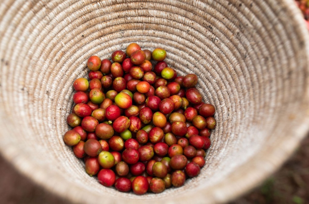 Le grain, la nouvelle tendance café en entreprise