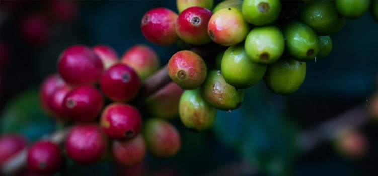 Les bénéfices écologiques et éthiques d’un café de qualité supérieur