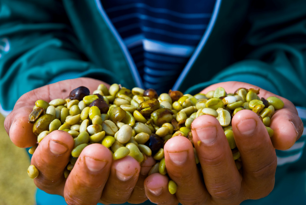 Café de Spécialité : excellence et durabilité chez Anne Caron