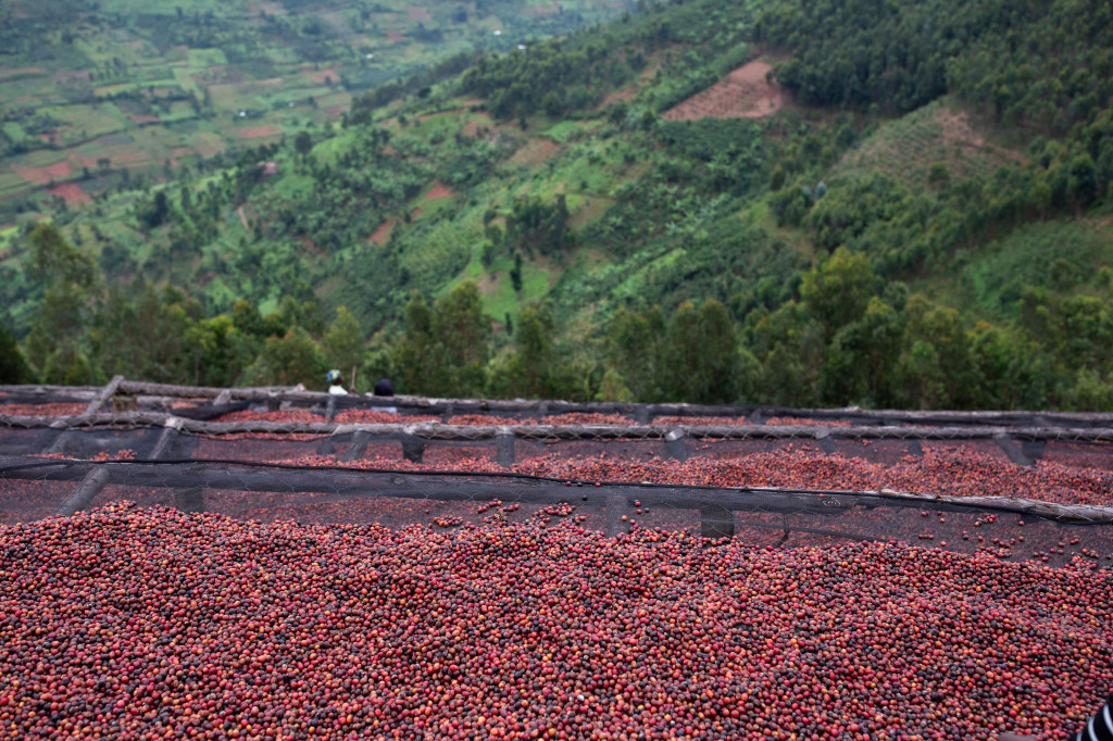 Le terroir du café : comprendre la notion de terroir dans l’univers du café