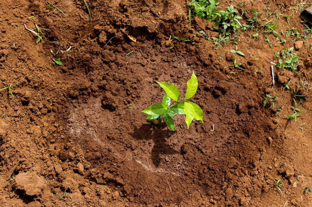 Culture du café : les modèles agroécologiques qui façonnent l’avenir