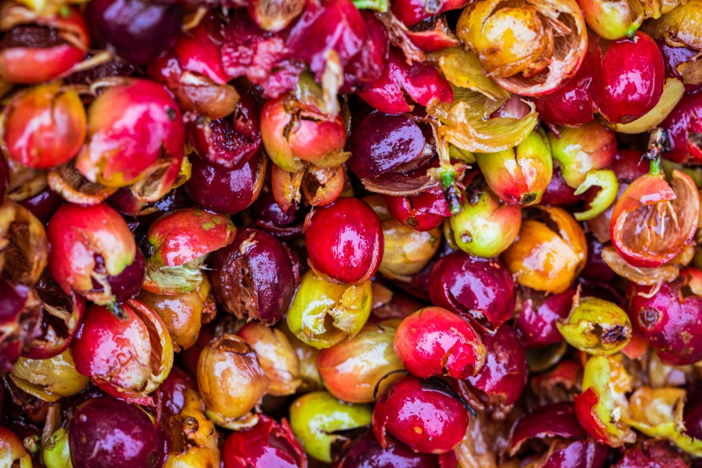 Qu'est-ce que le score du café ?