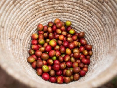 Le grain, la nouvelle tendance café en entreprise