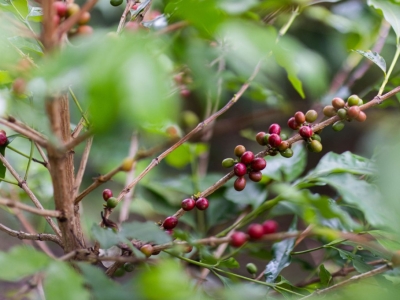 Qu'est ce que le café de spécialité ?