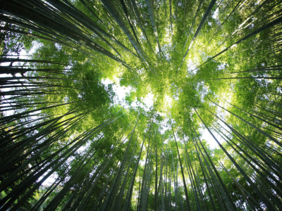 Déforestation et café : comprendre l'impact et les solutions durables