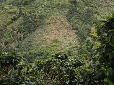 Comment l’innovation transforme la production de café | Anne Caron