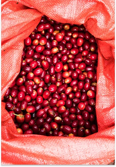 cafés bio de haute qualité