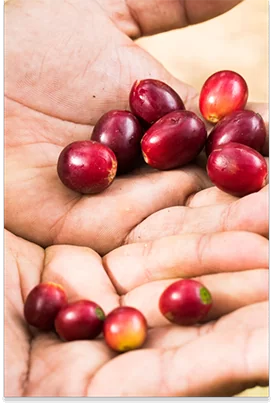 cafés bio de haute qualité