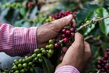 Anne Caron - Un savoir-faire