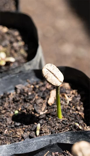 Anne Caron vers un café durable