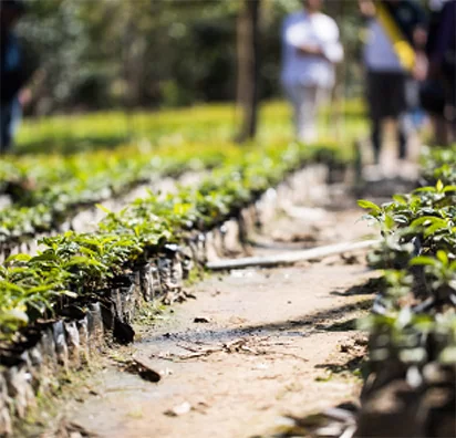 Anne Caron vers un café durable
