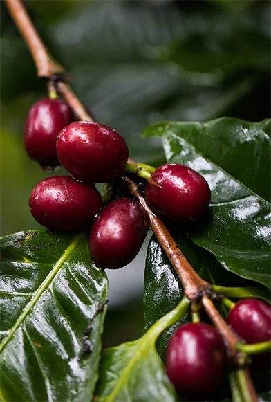 Anne Caron vers un café durable