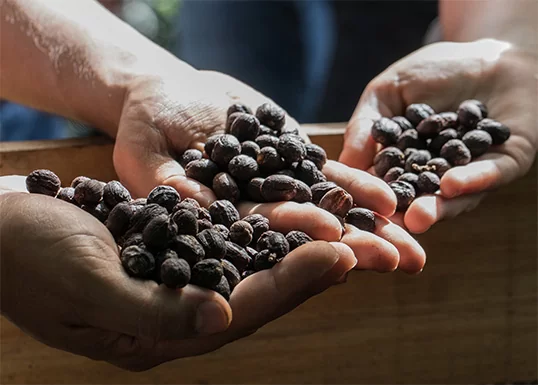 Anne Caron vers un monde du café du responsable