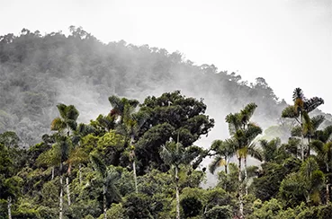 Anne Caron vers un monde du café du responsable