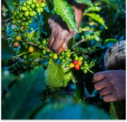 au plus près des producteurs